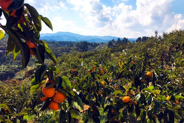 柿の里「奈良県西吉野地方」